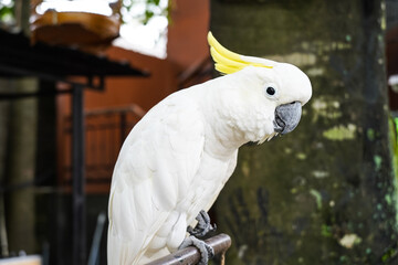 beautiful withe cockatoo, white parrots,