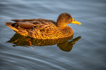 a nice female mallard swimming in a pond in the warm light of the golden hour. reflection on water