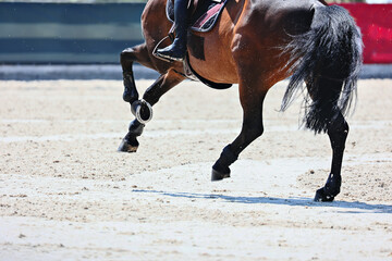 Horse legs close up. Horse jumping, Equestrian sports, Show jumping