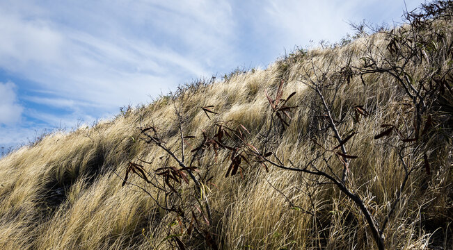 Hawaii  Diamond Head grass in the wind