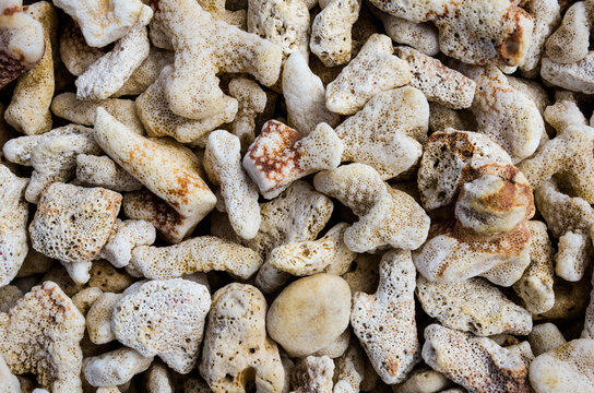 Hawaii coral beach pattern texture mosaic close up