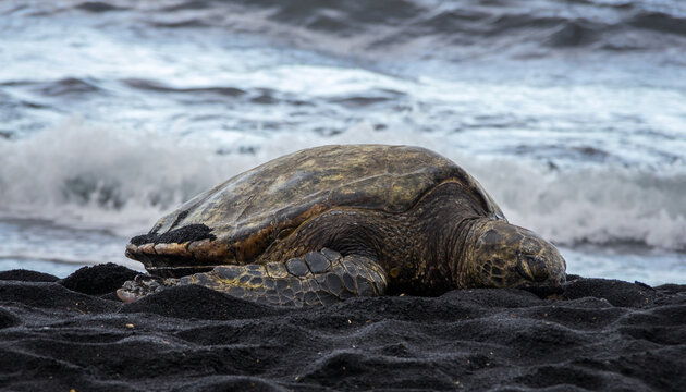 Hawaii sea turtle on black sand beach beach
