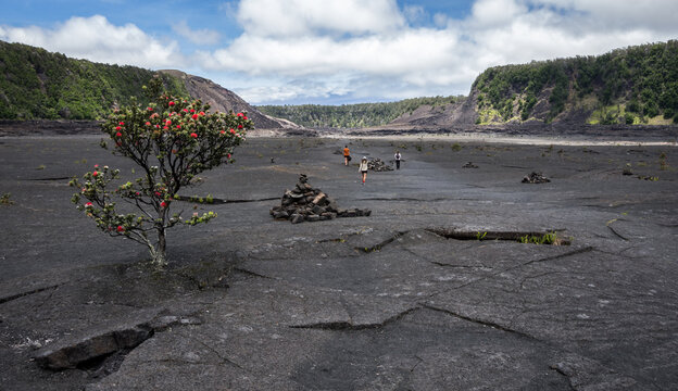 Hawaii Ohia Lehua red flower lava volcano panoramic view Kilauea Iki Crater