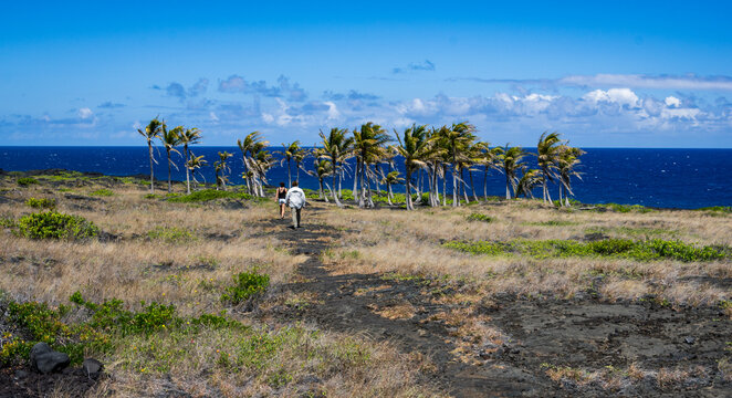 Hawaii Chain of Craters Road Isolated palm trees oasis