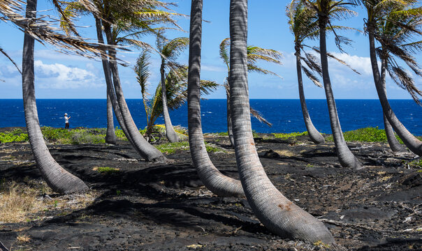 Hawaii Chain of Craters Road Isolated palm trees oasis