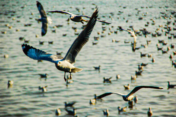 Seagulls are a family of seabirds. In the ranking of shorebirds
