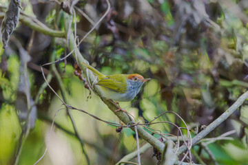 Dark-necked tailorbird (Orthotomus atrogularis) at Garbhanga WLS, Assam, India.