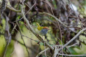 Dark-necked tailorbird (Orthotomus atrogularis) at Garbhanga WLS, Assam, India.