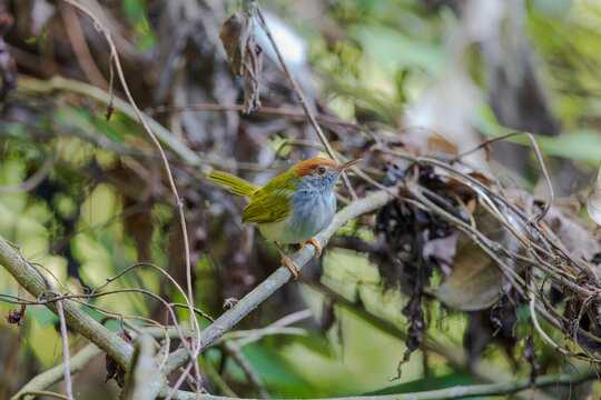 Dark-necked tailorbird (Orthotomus atrogularis) at Garbhanga WLS, Assam, India.