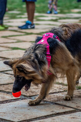 german shepherd dog with a ball
