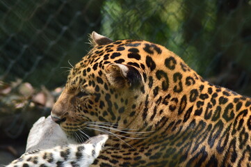 close up of leopard in a zoo