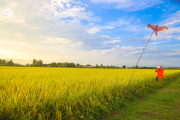 Rice field with blue sky background at Chiangrai, Thailand.
