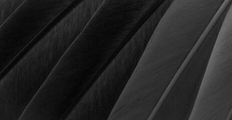 black feather pigeon macro photo. texture or background - obrazy, fototapety, plakaty