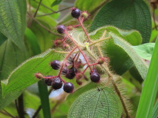 Frutos de Planta silvestre