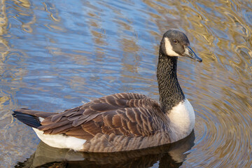 country goose branta canadensis