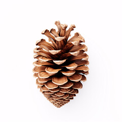 A brown pine cone, isolated from its tree, is perched on a white surface.
