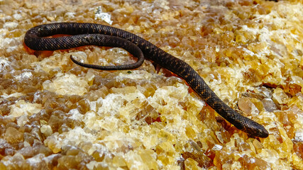 The dice snake (Natrix tessellata), rare black form - melanistic water snake on the Black Sea coast in Bulgaria