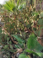 Obraz premium cactus in the garden
