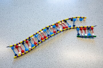 Plastic model to show the chemical structure of human DNA. Used at school in biology or chemistry...