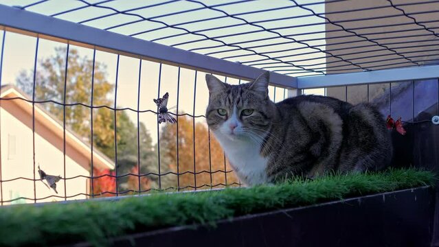 gatto sul terrazzo, cat on the terrace