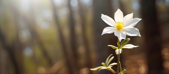 In the isolated background of nature, a beautiful white flower blooms, radiating the essence of spring and the celebration of Easter. Standing tall against a backdrop of lush trees and natural wood - Powered by Adobe