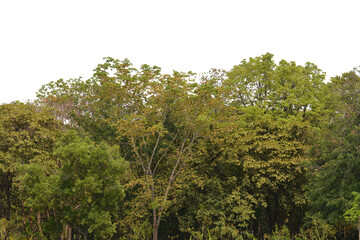 tree isolated transparency background.