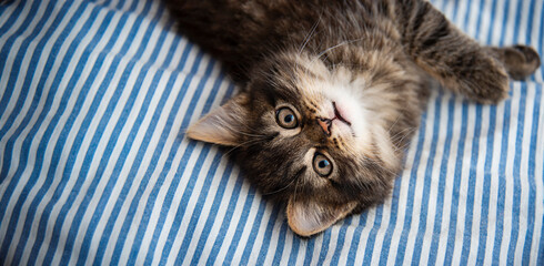 cute kitten resting in a bed - obrazy, fototapety, plakaty