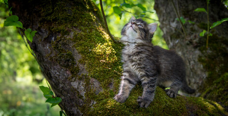 a cute little kittens climbing  in the garden tree