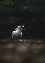 Common hoopoe breakfast