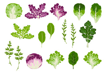 Set of vector vegetable salad, leafy vegetables Organic vegetarian food, and healthy food. Salad icon. We isolated vector illustrations on a white background.