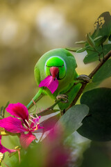 Rose ringed parakeet