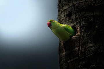 Rose ringed parakeet