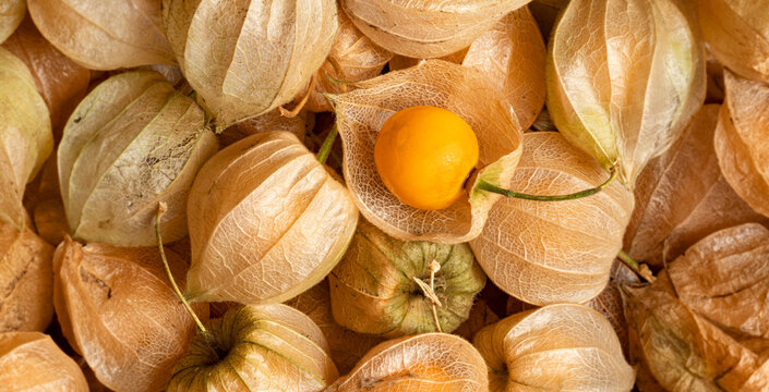 Physalis peruviana. Cape Gooseberry  in the detail