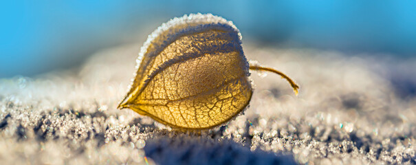 frozen plant physalis in the winter garden