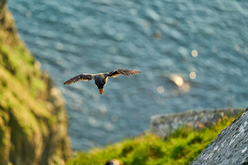 Cute and adorable Puffin, fratercula, flying in Norway.