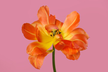 Fototapeta na wymiar Bright yellow-orange tulip flower isolated on pink background.
