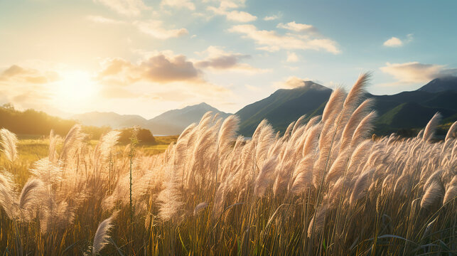 campo com capim dos pampas 