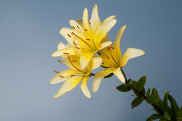 A bouquet of yellow lilies isolated on gray background.