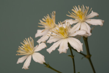 White with yellow stamens flowers of clematis isolated on a green background.