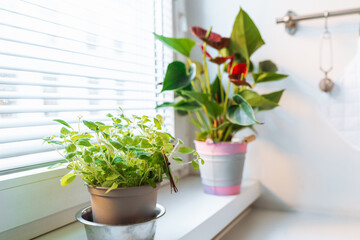 plants in flowerpots on windowsill