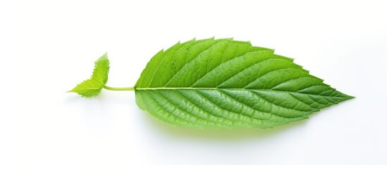 Fototapeta premium In a white isolated background, a vibrant green leaf symbolizes the health benefits of a plant-based diet, which promotes a healthy lifestyle and manages diabetes naturally. The organic and natural
