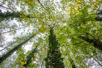 Supine shot of treetops with green and yellow leaves in a forest, ideal for background.