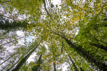 Supine shot of treetops with green and yellow leaves in a forest, ideal for background.