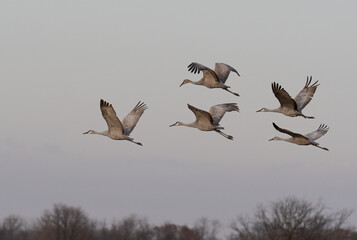 a small flock of sandhill cranes flying across gray skies during migration while staging in...