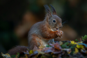 Cute hungry Red Squirrel (Sciurus vulgaris) eating a nut in an forest covered with colorful leaves and  mushrooms. Autumn day in a deep forest in the Netherlands.                                      