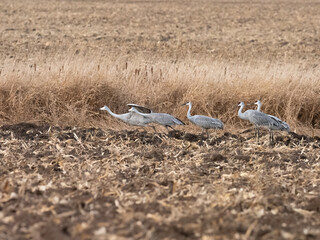 a small flock of sandhill cranes flying across harvested corn fields during migration while staging in Minnesota
