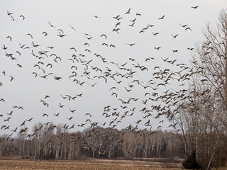 a large flock of sandhill cranes flying across gray skies during migration while staging in Minnesota
