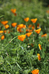 Sunlit California Poppy blooms, New South Wales Australia
