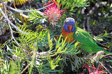 Rainbow Lorikeet amongst Grevillea blooms, New South Wales Australia
