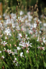 White Lindheimer's Beeblossom blooms, New South Wales Australia

